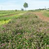 Общий фон Trifolium pratеnse и Lupinus luteus L.